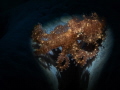   Hairy octopus  